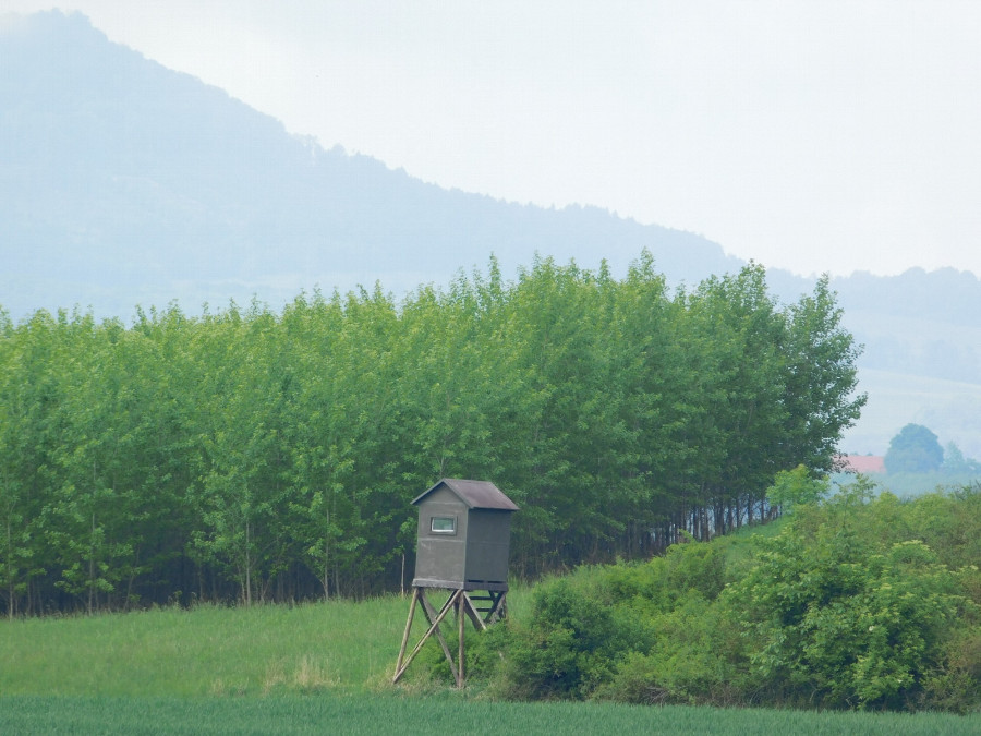 Prodej orné půdy osázené japonskými topoly, Horní Řepčice